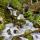 Photo de petites cascades de printemps à travers la forêt de la Valserine
