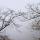 Image de branches dans le brouillard au dessus du canyon du Fornant