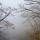 Photographie d'arbres dans le brouillard d'hiver au dessus du canyon de Barbennaz