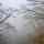 Photographie d'arbres dans le brouillard d'hiver au dessus du canyon de Barbennaz