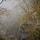 Photographie d'arbres et de rochers dans le brouillard autour du canyon de Barbannaz
