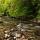 Photo de la rivière du Tacon courant à travers la forêt du Jura au printemps