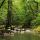 Photo de forêtt luxuriante au printemps le long de la rivière du Fornant