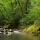 Photo de la forêt de printemps autour de la rivière du Fornant