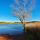 Photo d'un arbre au bord du lac des Escarcets dans la Plaine des Maures