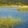 Image de la végétation lacustre dans le lac des Escarcets - Massif des Maures