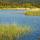 Image de la végétation lacustre dans le lac des Escarcets - Massif des Maures