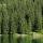 Photographie d'une forêt de conifères sur les berges du lac Bénit