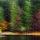 Photo abstraite de la forêt du lac Génin en automne