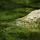 Photographie d'un rocher et d'algues vertes affleurant la surface du lac de Montriond en Haute Savoie