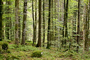 Accès à la galerie de photos sur la forêt