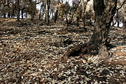 Accès à la galerie de photos Le Massif des Maures après les incendies de 2003.