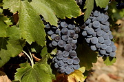 Go to the photo gallery about french vineyards