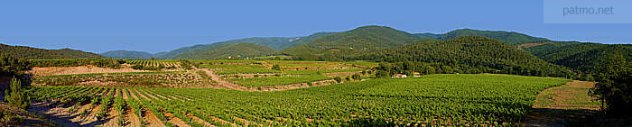 vignes massif des maures