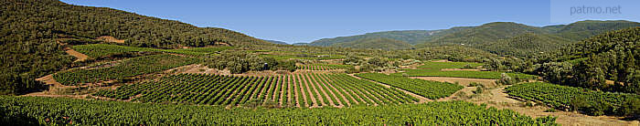 panoramique vignes massif des maures