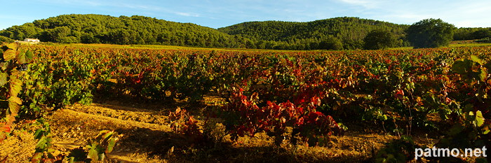 Photo panoramique de vignes en automne dans le Massif des Maures