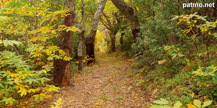 Photo panoramique - Chemin d'automne dans la foret des Maures