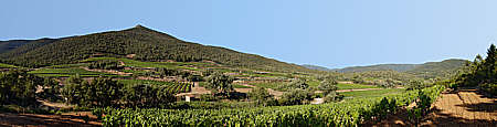 photo panoramique vignes