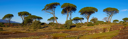 Photo panoramique de pins parasols