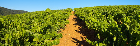 Photo panoramique des vignes du Massif des Maures