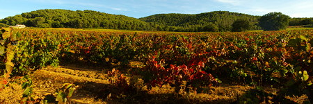 Photo panoramique de vignes en automne dans le Massif des Maures