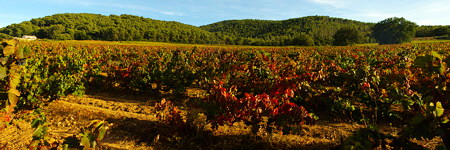 Photo panoramique de vignes en automne dans le Massif des Maures