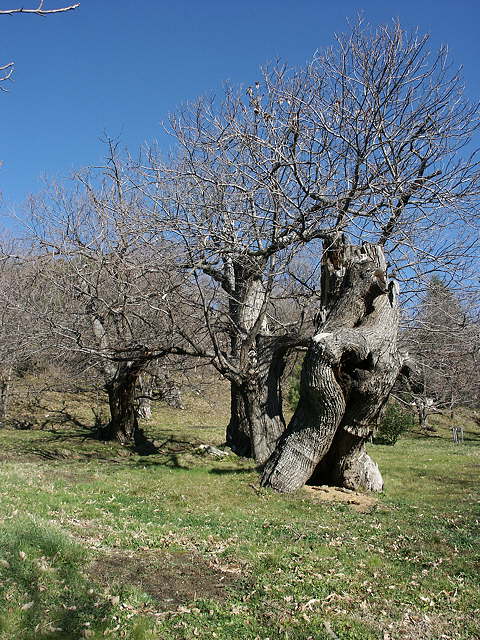 photo de chtaigniers en hiver