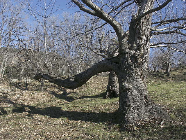 photo de chtaignier