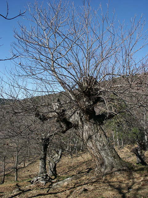 photo chtaigneraie en hiver