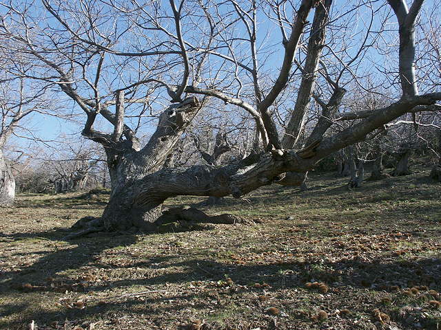 photo de chtaignier