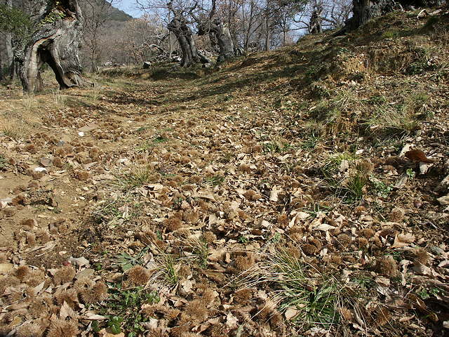 image de la chataigneraie en hiver