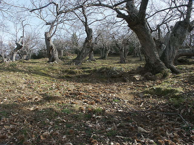 photo de la chtaigneraie en hiver