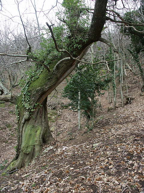 photo de la chtaigneraie en hiver