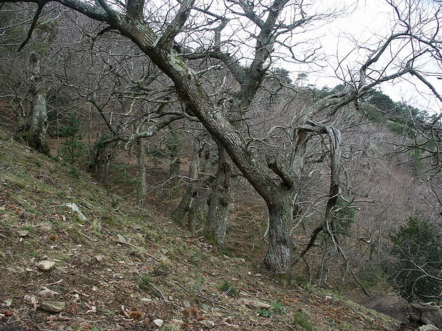 photo de la chtaigneraie en hiver