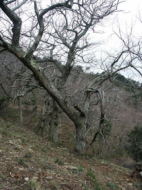 photo de la chtaigneraie en hiver