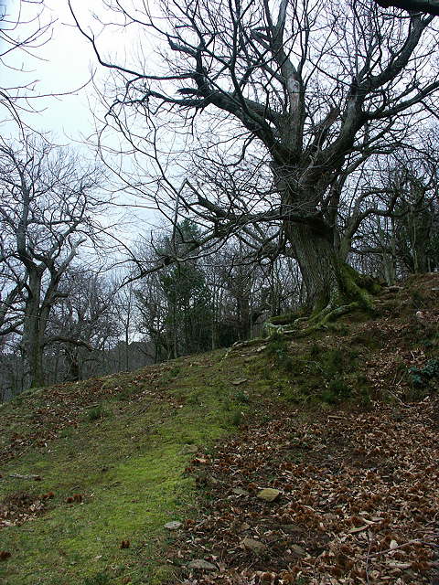 photo de la chtaigneraie en hiver