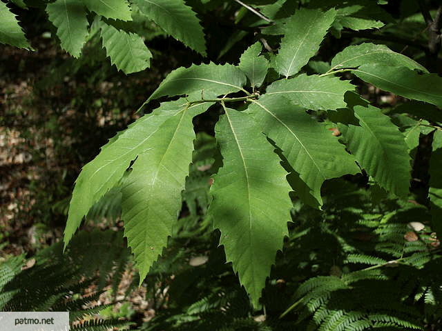image feuilles de châtaignier
