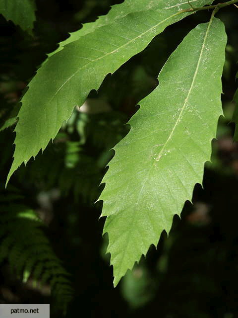 photo de feuilles de chataignier massif des maures