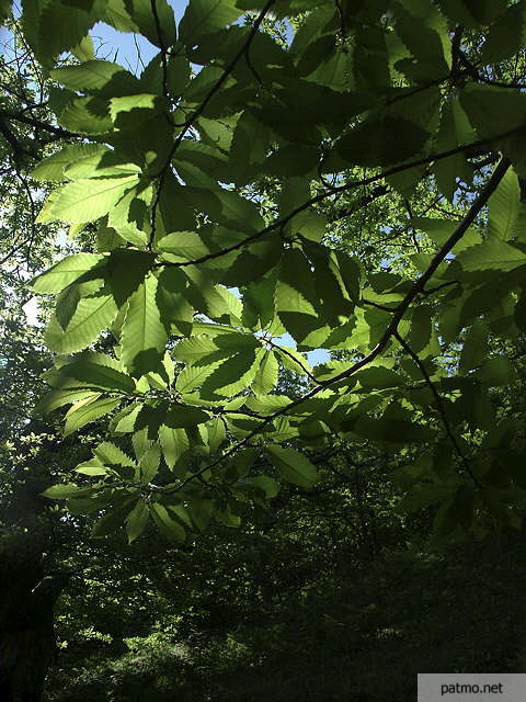 photo de feuilles de chataignier