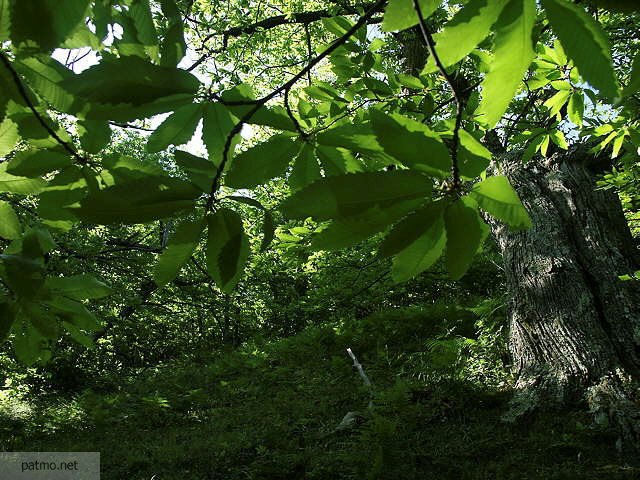 photo de feuilles de chataignier