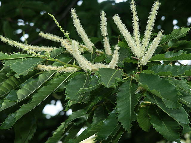 photo de chtaignier en fleurs