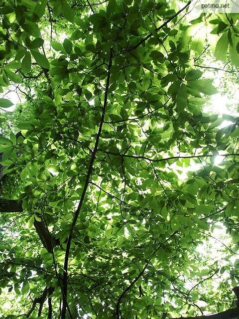 photo de feuilles de chataignier