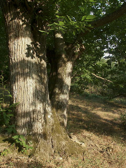 photo de chtaigniers massif des maures