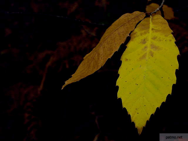 photo de feuille de chtaignier