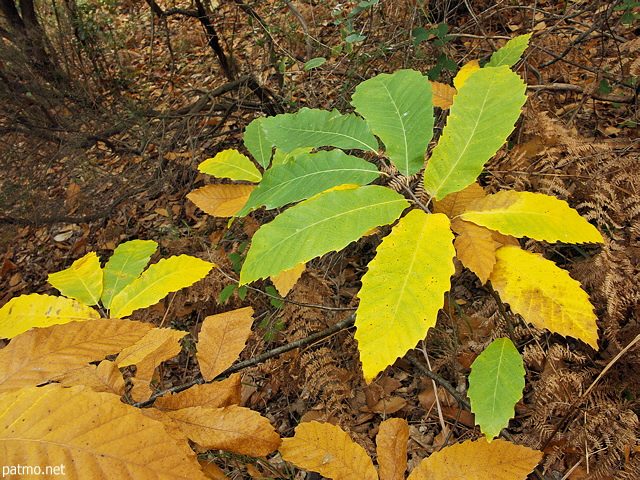 photo de feuilles de chtaignier