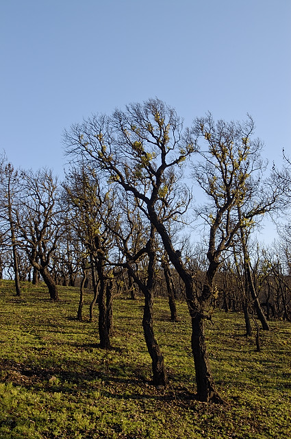 image de fort brle
