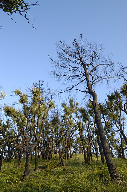 reprise vegetation apres incendies