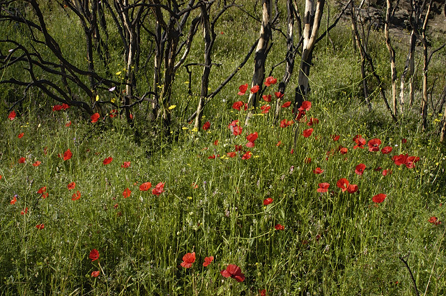 photo coquelicots fort brle