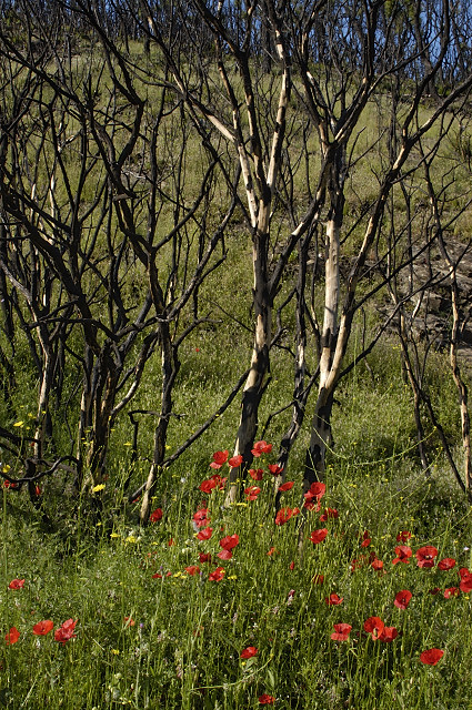 image coquelicots fort brle