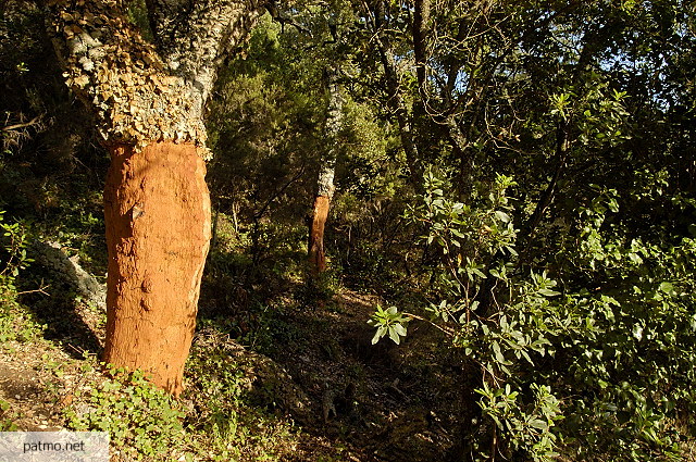 chne lige massif des maures